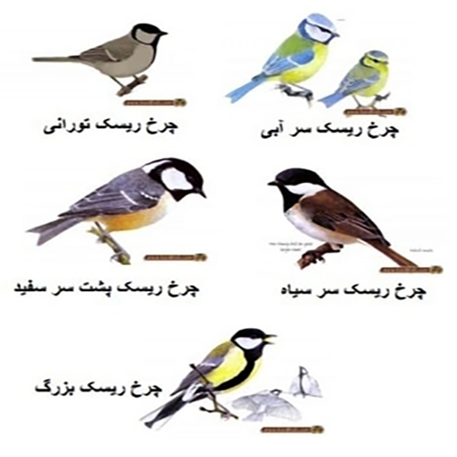 دزدیدن شیر توسط پرندگان کوچک / چرخ ریسَک&zwnj;ها معماران و قالیبافان حرفه&zwnj;ای