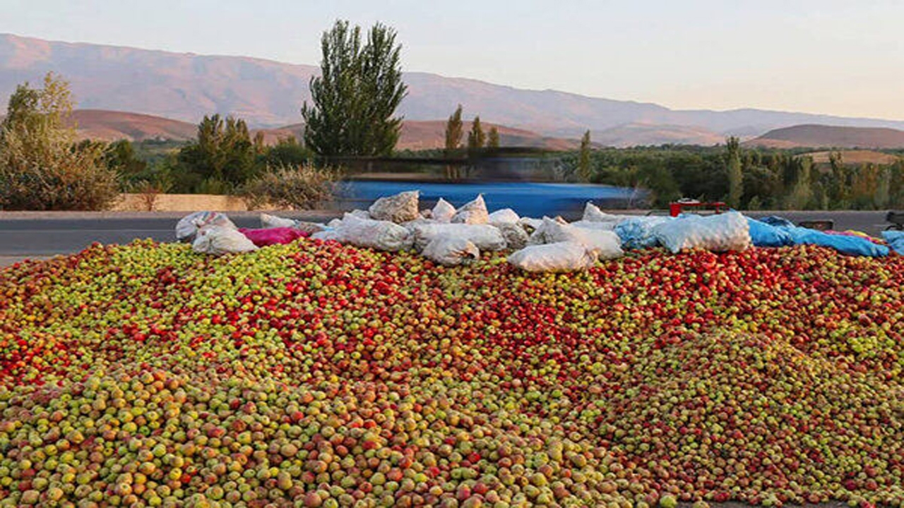 خطر فاسد شدن بیخ گوش سیب‌ درختی آذربایجان‌غربی