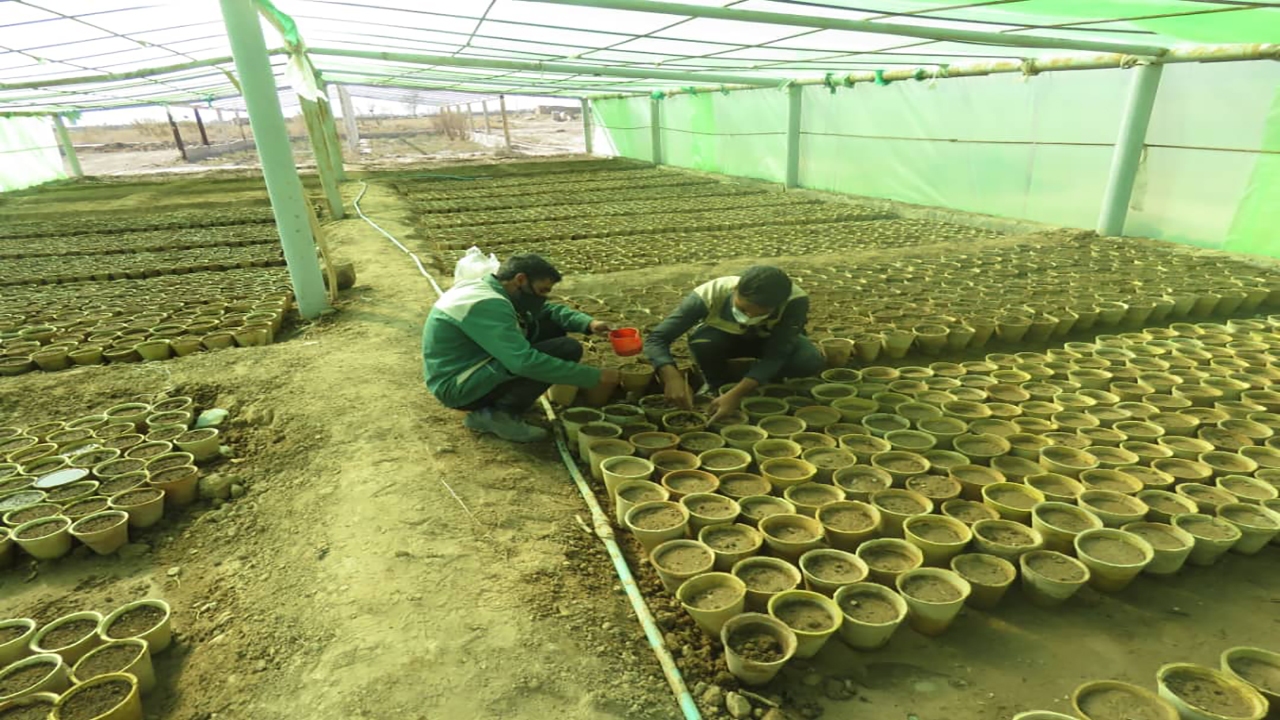 بیش از ۱۰ هزار مترمربع از شهر کرمان، زیر کشت گل‌های فصلی