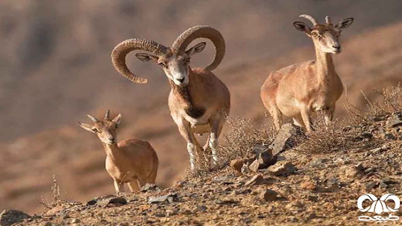 افزایش ۳۰درصدی جمعیت حیات وحش پارک ملی گلستان
