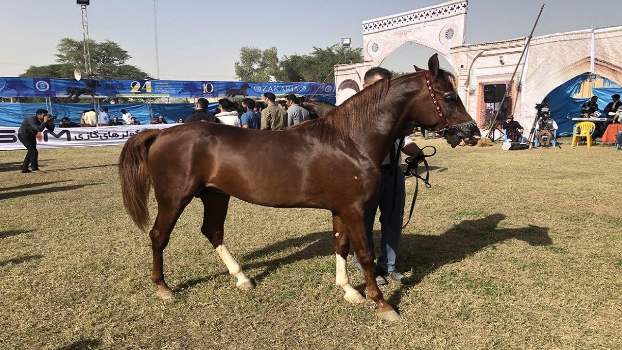آغاز مسابقات اسب عرب در شوشتر