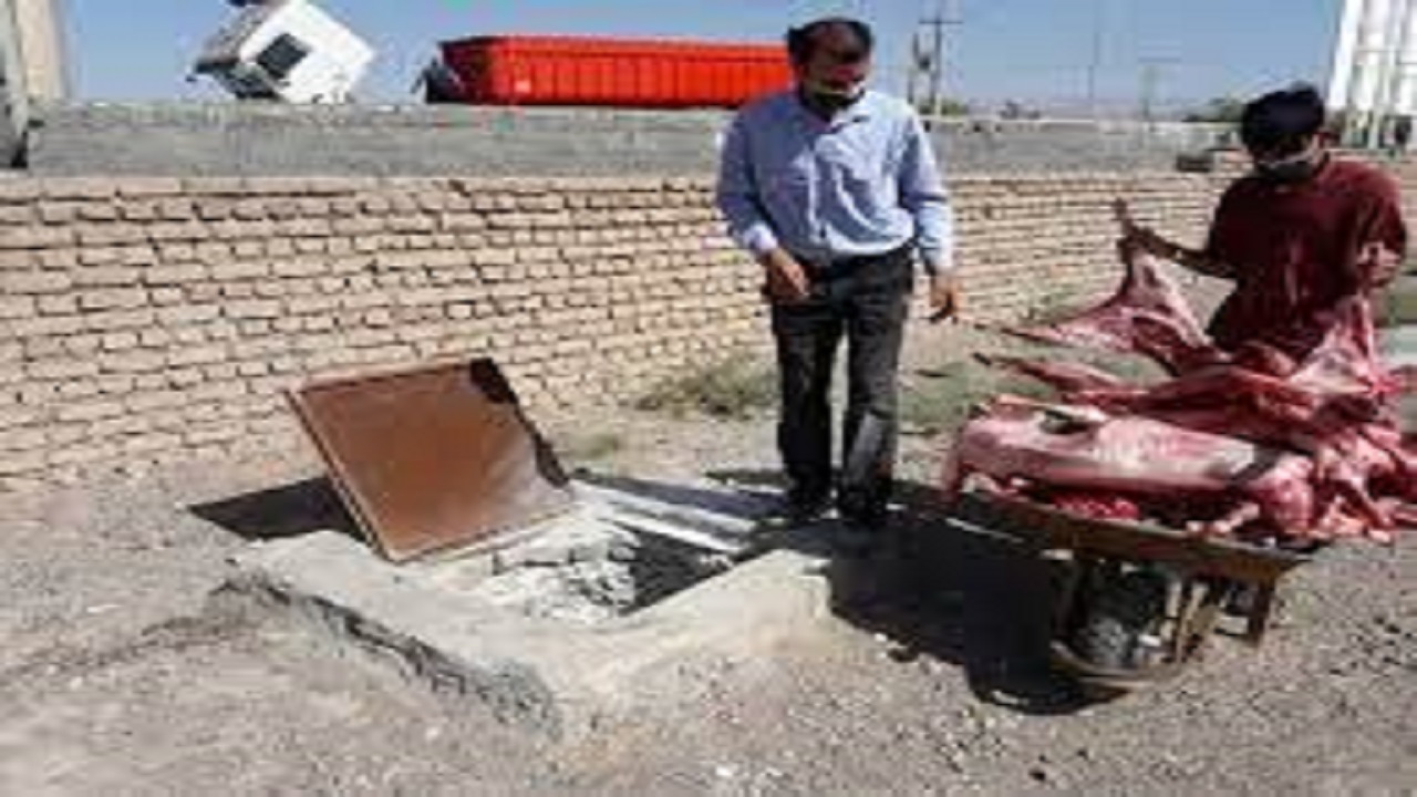معدوم کردن سه راس دام سبک مبتلا به بروسلوز