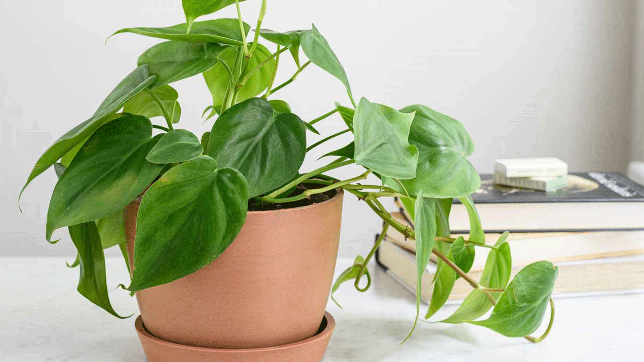 نگاهی گذرا به تولید اکسیژن در برگ یک گیاه + فیلم