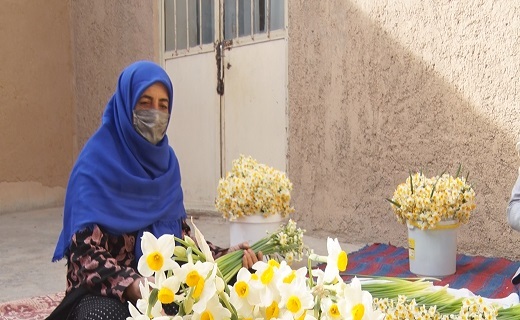 امسال گل های نرگس کمتر از پارسال هستند