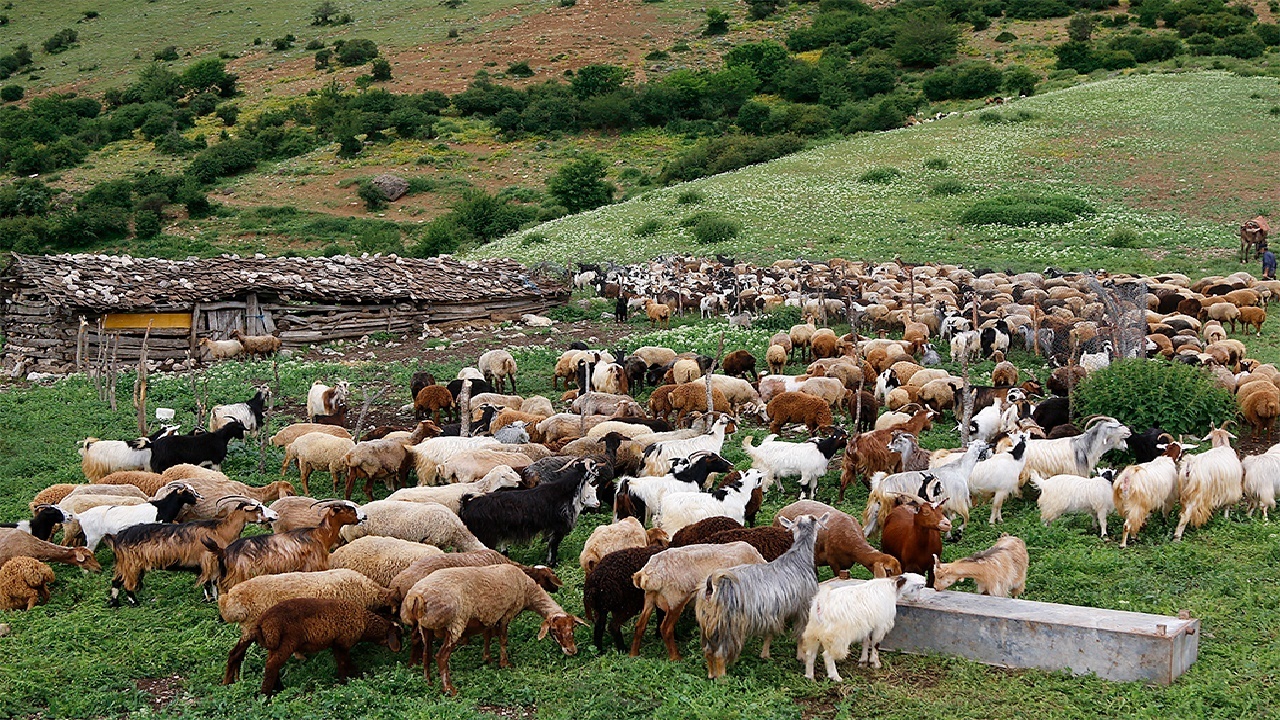 انتشار دستورالعمل انتقال پروانه چرای مرتعدار متوفی