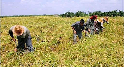 رشد ۸۰ درصدی افراد تحت پوشش بیمه کشاورزان و روستاییان
