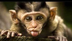 تعامل پرنده منقار قرمز با ایمپالا + فیلم