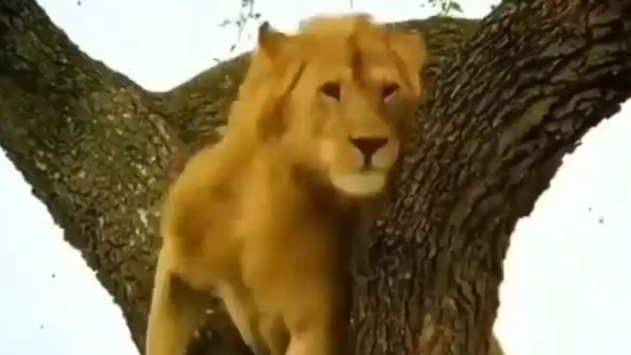 لحظه حمله زنبورها به شیر نر + فیلم