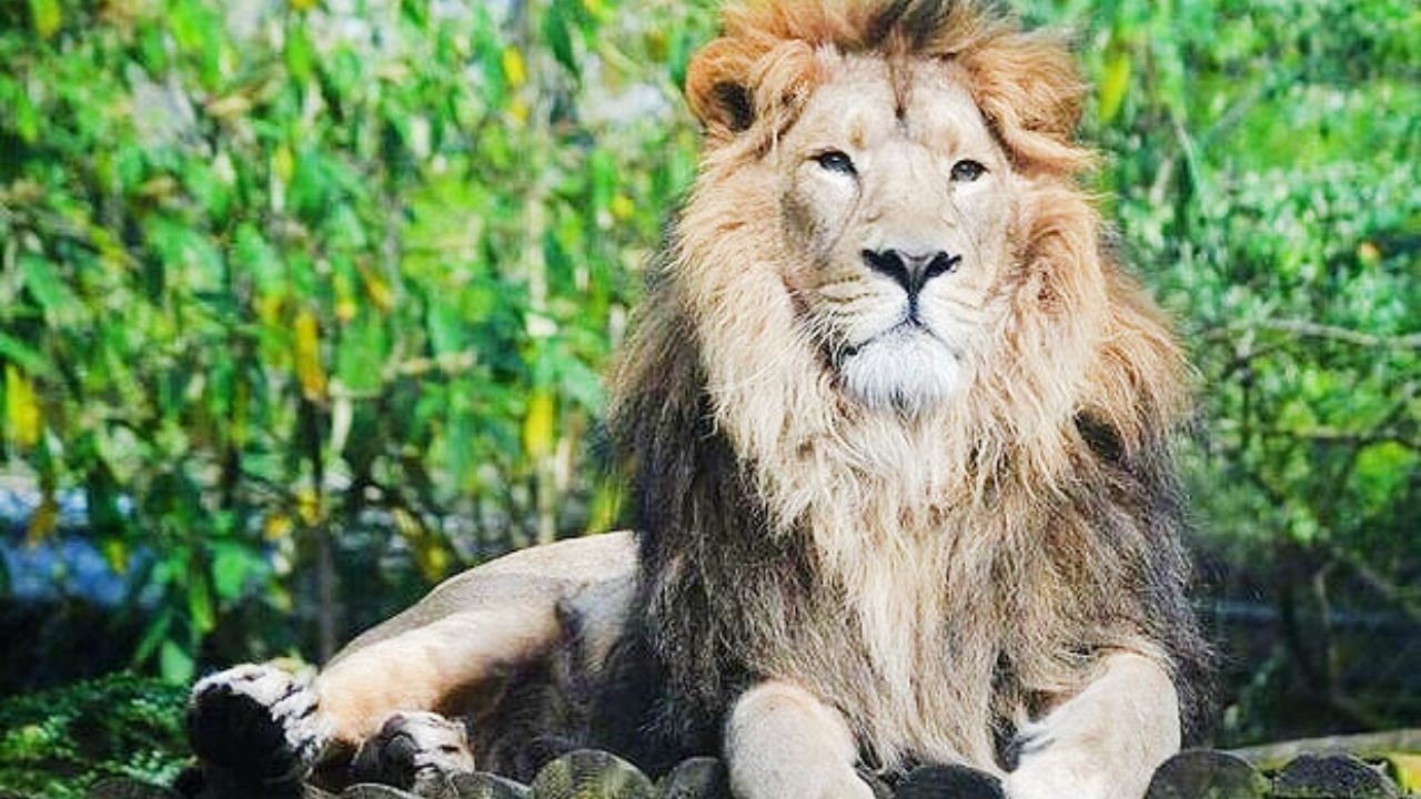 جشن تولد ۱۳ سالگی یک شیر در باغ وحش + فیلم