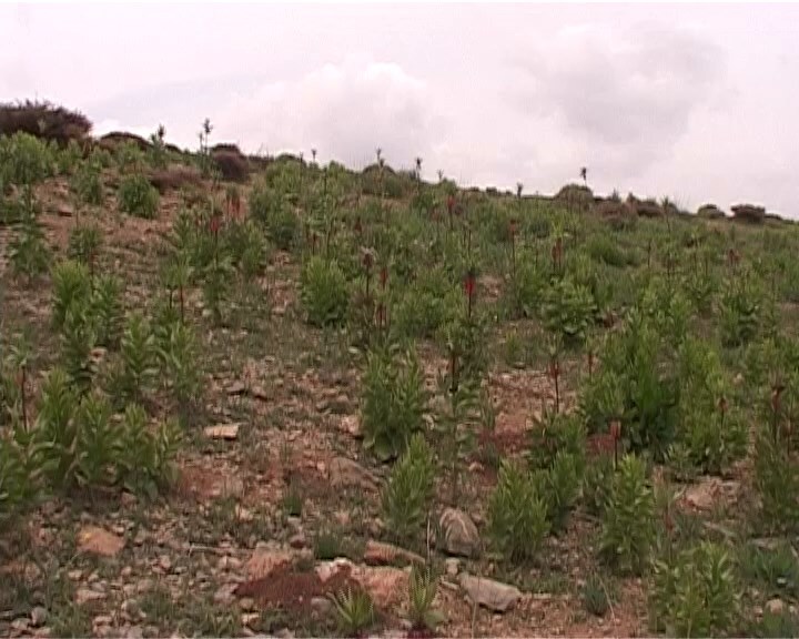 حال ناخوش گیاهان دارویی کشور