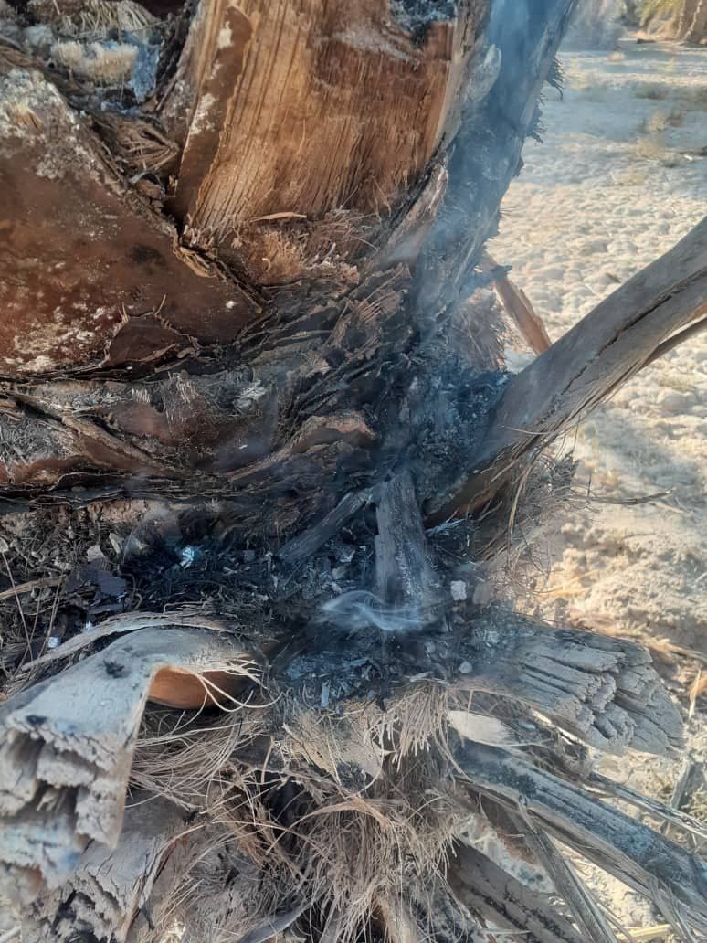 مهار آتش سوزی در نخلستان بندان  نهبندان + تصاویر