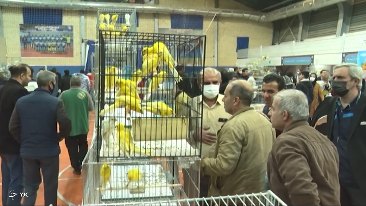 نمایشگاه و همایش کشوری قناری در ساوه + فیلم