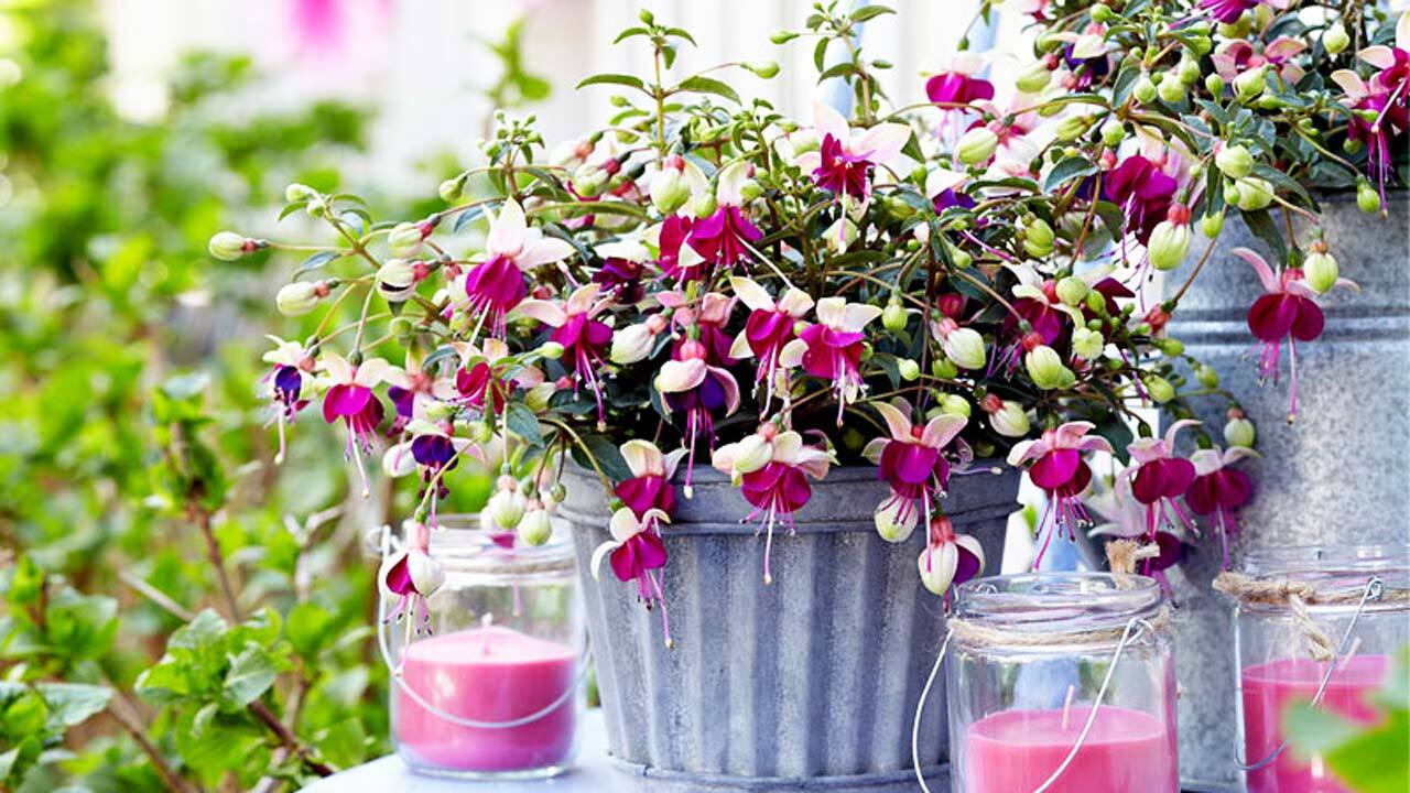 همه چیز درباره گل زنگوله‌ای + فیلم