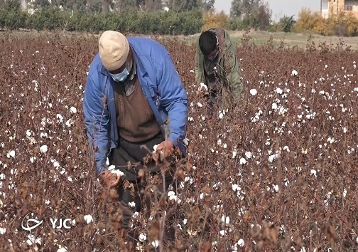 کاشت پنبه