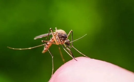 با خطرناکترین و کشندهترین جانداران جهان آشنا شوید با خطرناکترین و کشندهترین جانداران جهان آشنا شوید