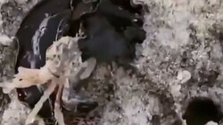 انگلی که مثل زامبی، زندگی می‌کند + فیلم