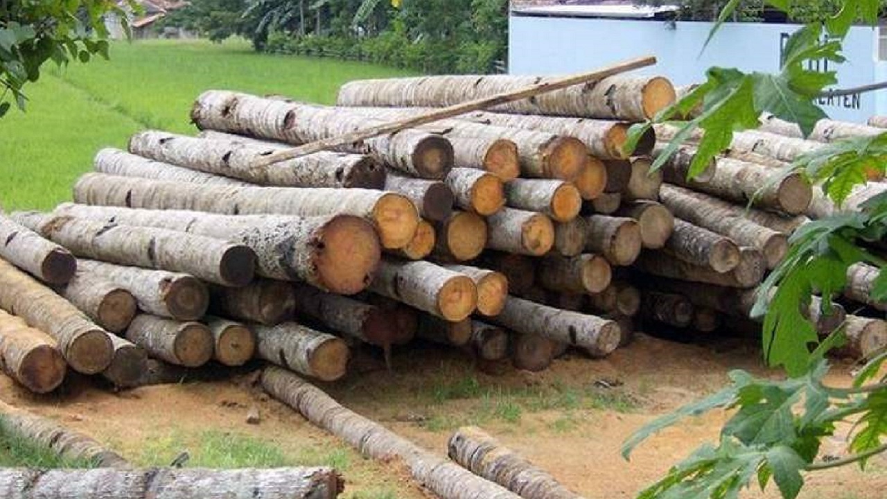 قطع هزاران درخت بلوط برای بازسازی کلیسای نوتردام