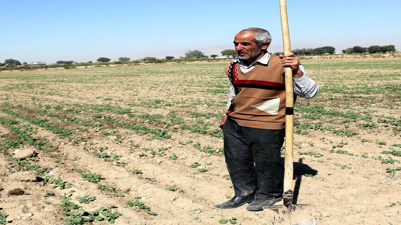 پرداخت ۲۶۵ میلیارد تومان برای جبران خسارت کشاورزان اصفهانی