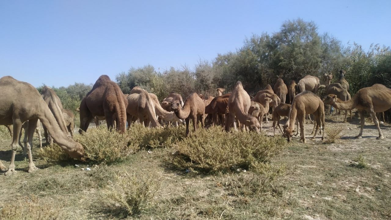 پرورش شتر در مشهد به ۱۰ گله رسید