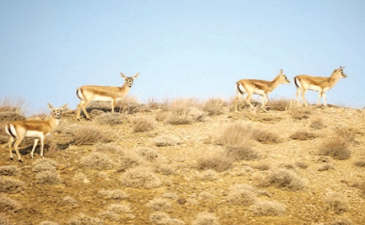  آهوان موته