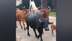 حمله ببر بنگال به بوفالو + فیلم