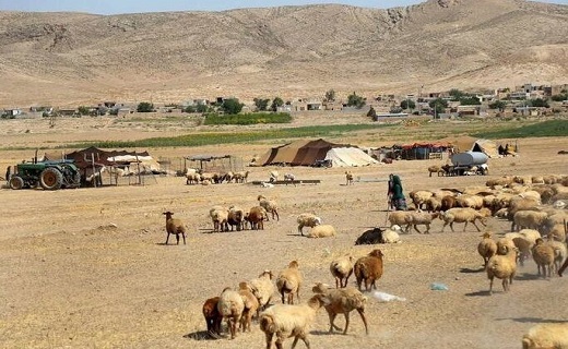 خشکسالی به صنعت دامداری خسارت زیادی وارد کرده است