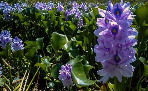 تالابی که دیگر جانی برای زنده ماندن ندارد