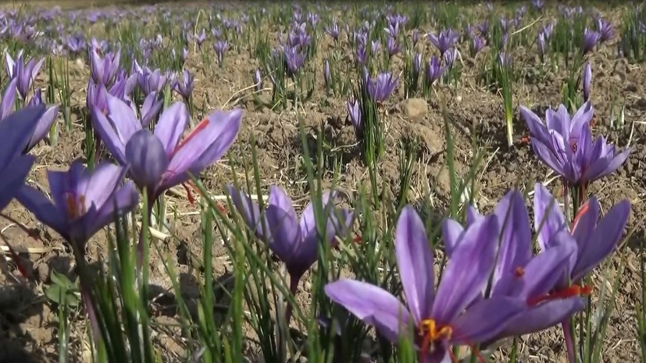 توسعه کشت زعفران در شهرستان هشترود