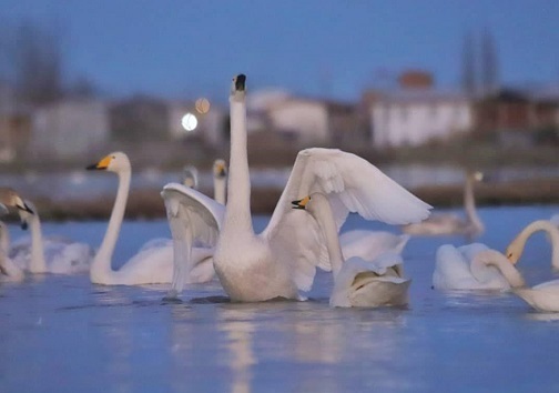 زنده گیری قو&zwnj;ها واقعیتی تلخ، قتل عام آن&zwnj;ها سناریویی کذب + فیلم