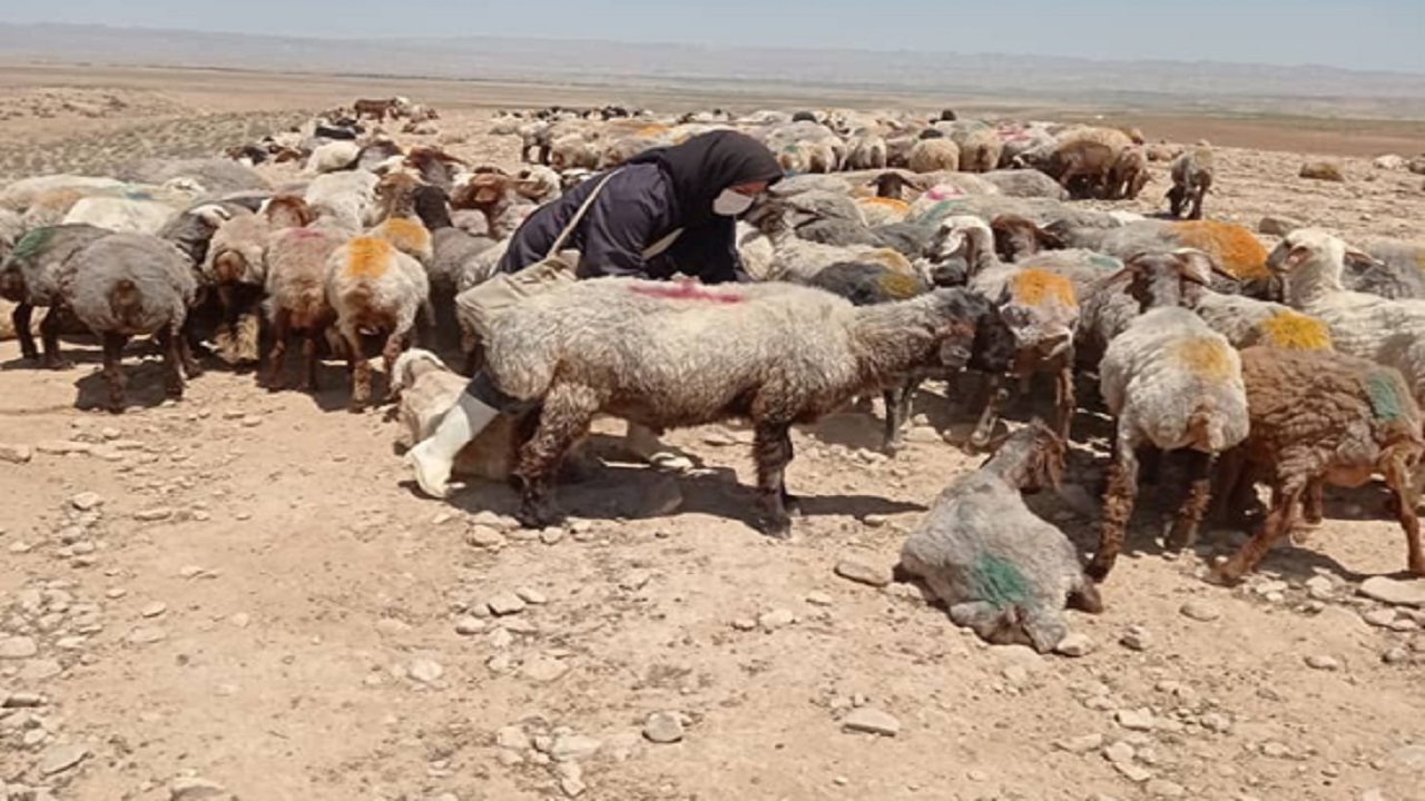 نقش بی مانند بانوان در فعالیت‌های دامپزشکی