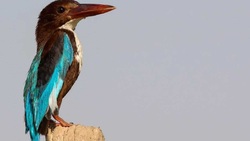 روشی متفاوت برای صید ماهی + فیلم