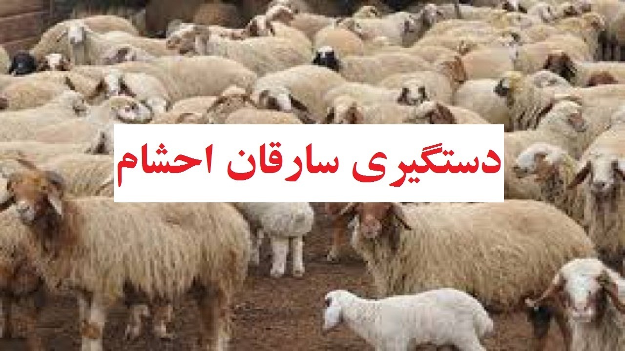 دستگیری سارقان احشام ساوه