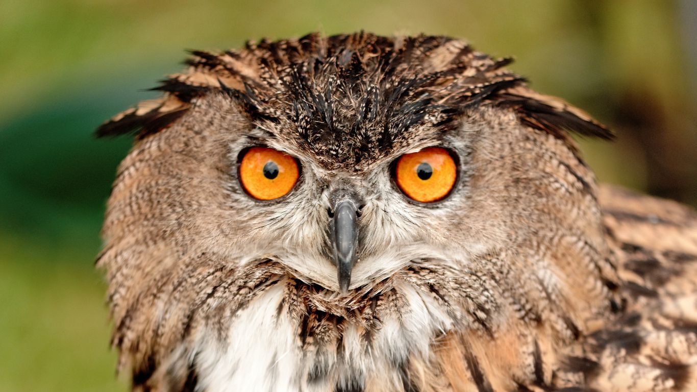 جغد