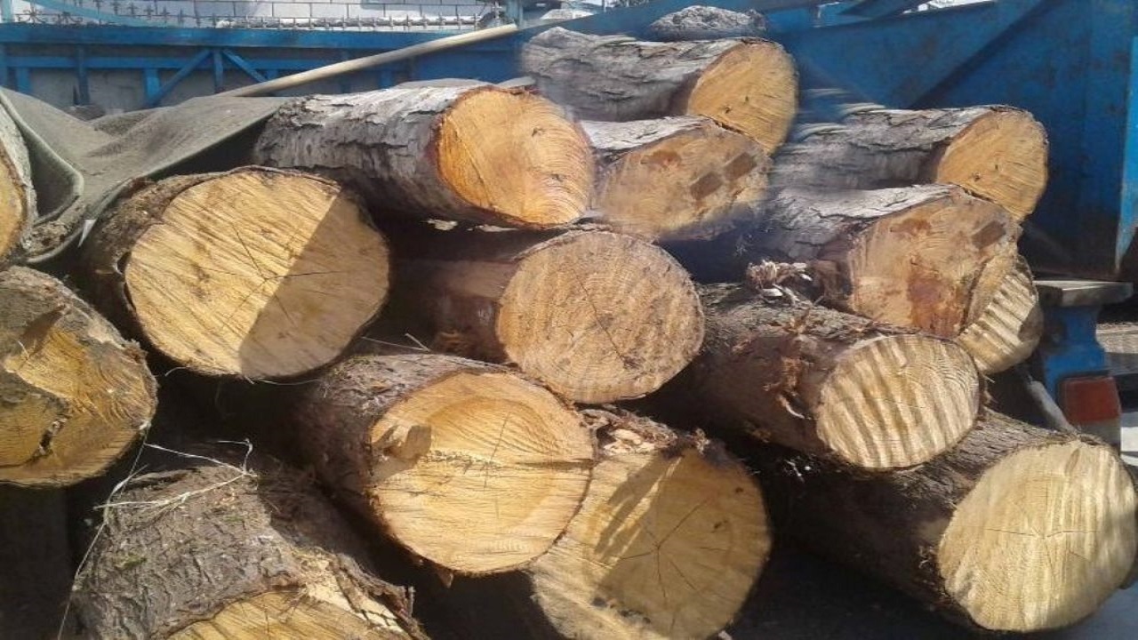 کشف بیش از ۱۰ تن چوب جنگلی قاچاق در ماسال