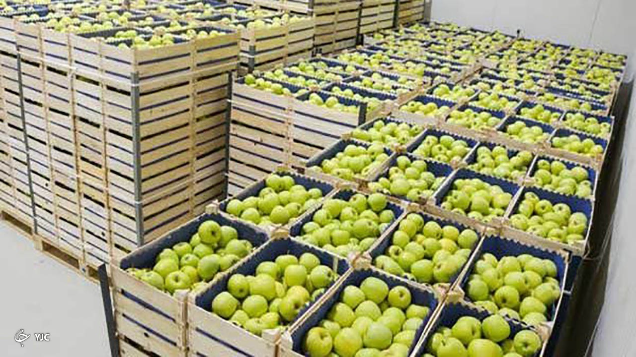 ۱۲۵ هزار تن سیب در سردخانه‌های مهاباد درگیر پیچ و خم صادراتی است
