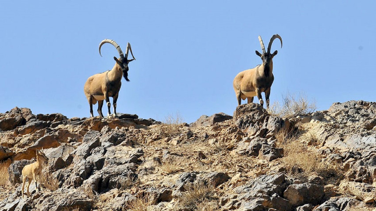 آغاز سرشماری زمستانه حیات وحش چهارمحال و بختیاری
