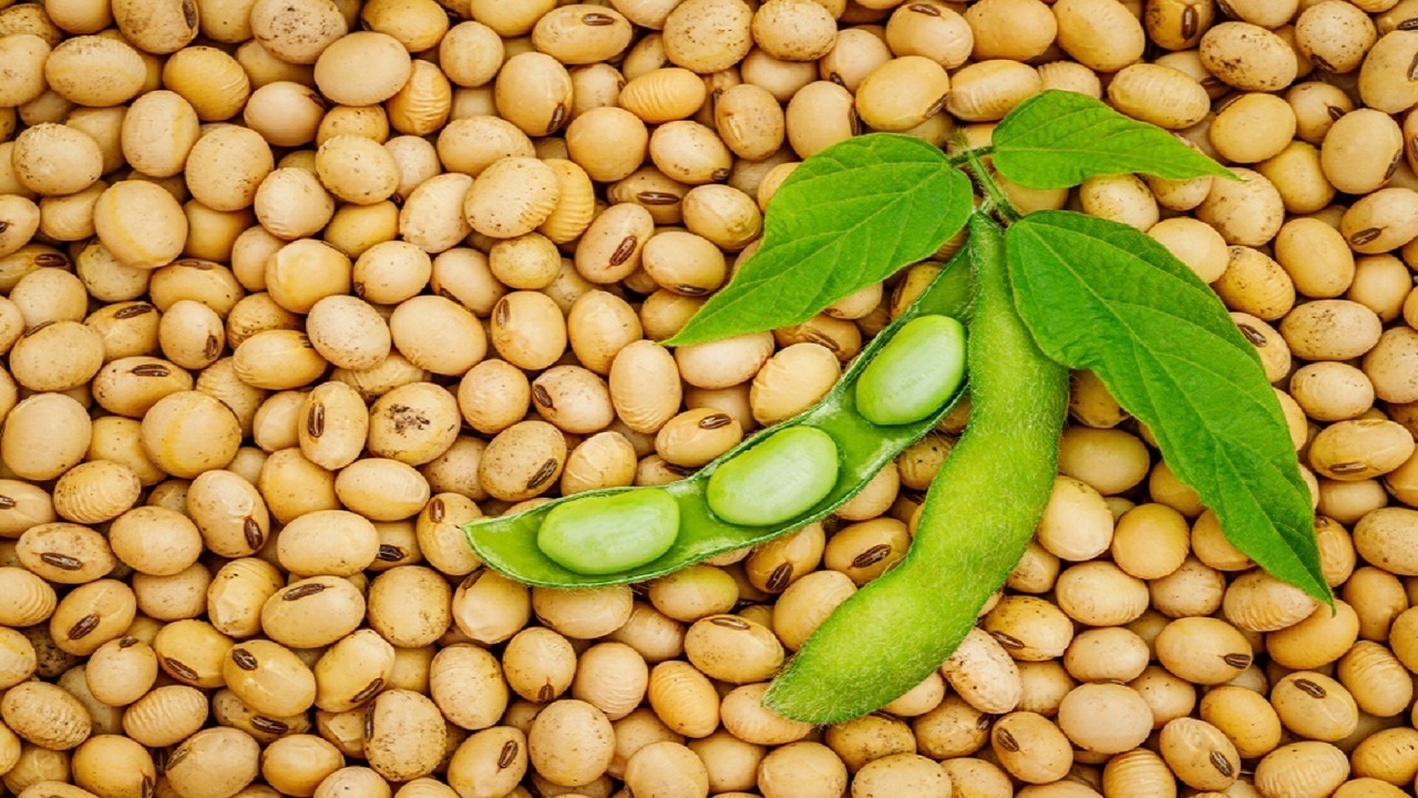 خرید تضمینی سویا از ۹ هزار تن گذشت
