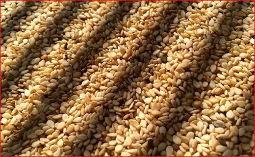 کنجد، طلای چرب برآمده از خاک کویر در داورزن