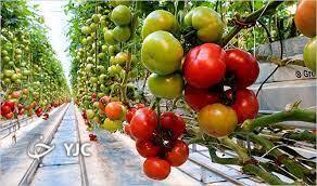 ۹۰ واحد گلخانه‌ای در ارومیه فعال است