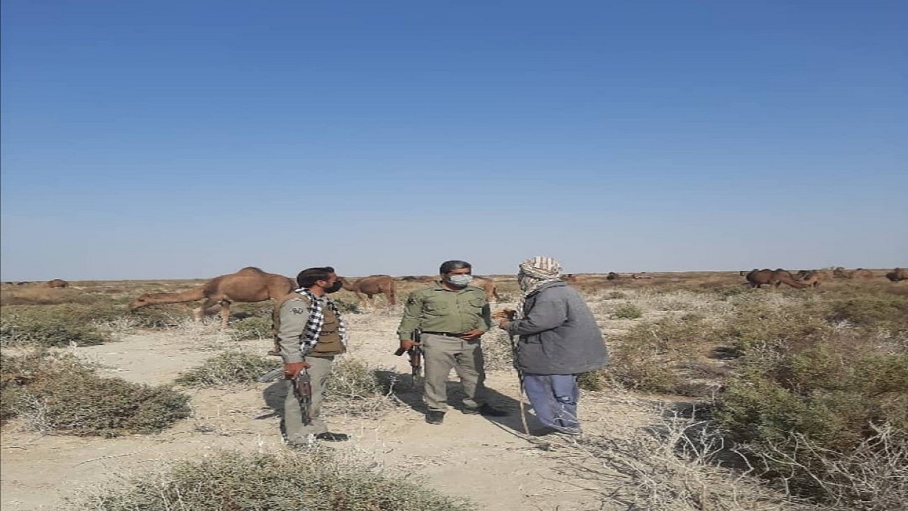 از خروج دو گله شترتا دستگیری دو شکارچی متخلف