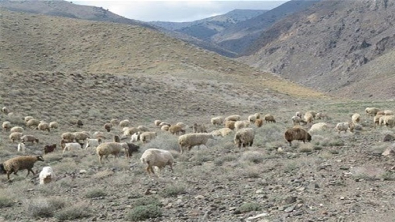 خشکسالی سفره عشایر را کوچکتر کرد