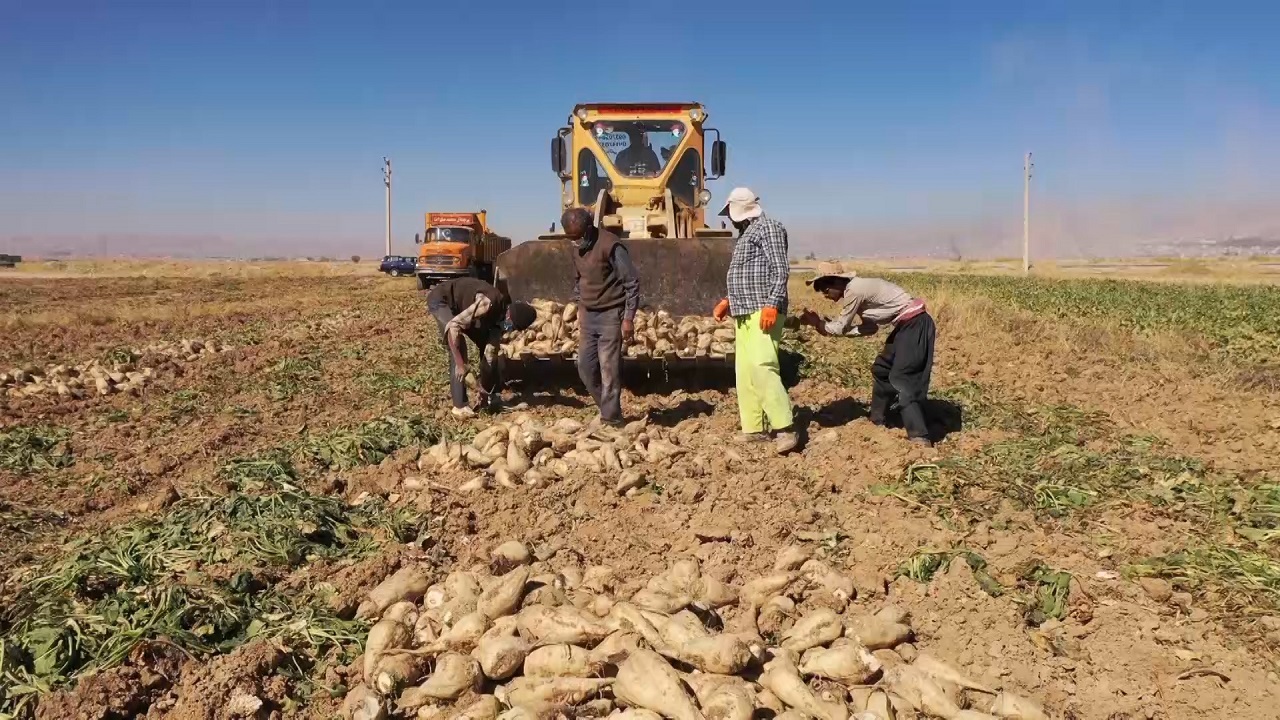 برداشت ۱۸۰ هزار تن چغندرقند از مزارع چهارمحال و بختیاری