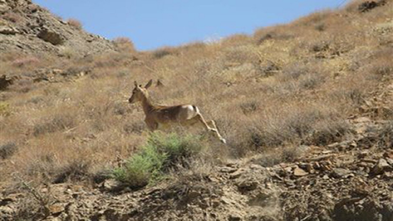 اجرای طرح سرشماری وحوش مناطق حفاظت‌شده و شکارممنوع خوزستان