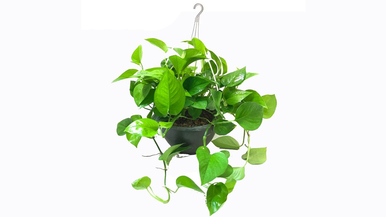 آموزش نگهداری از گیاه پوتوس + فیلم