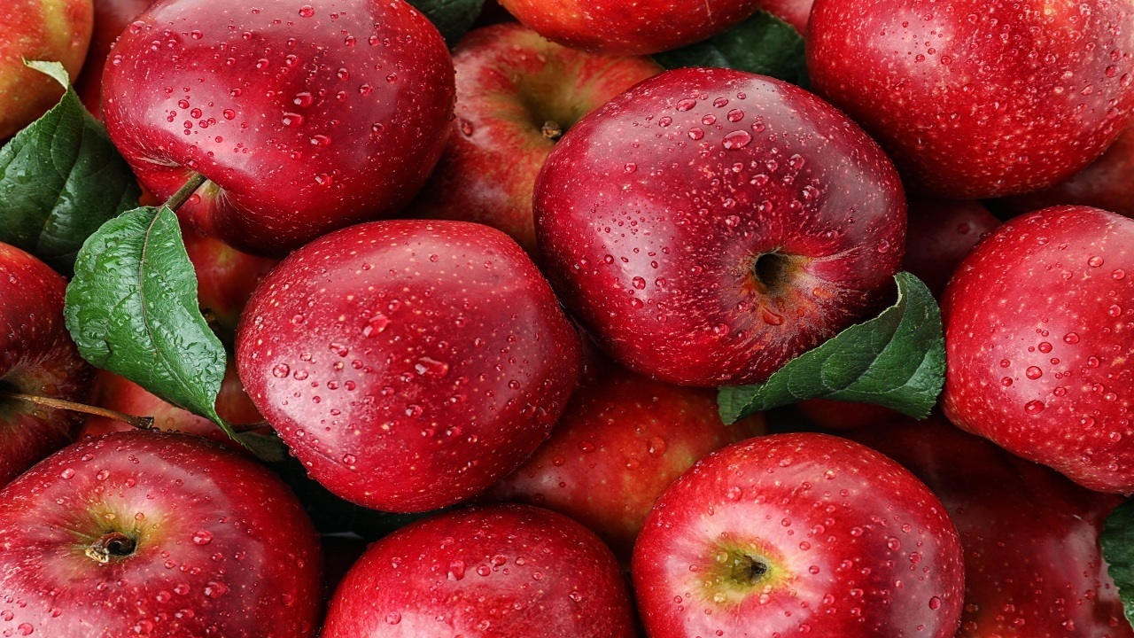 گونه های سیب البرز