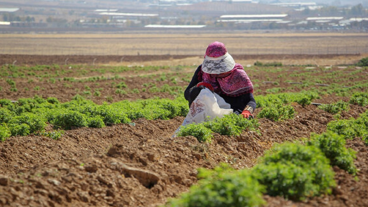 پرداخت تسهیلات به کشاورزان کشت گیاهان دارویی کم آب در کاشمر