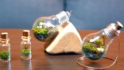 مراحل طراحی و ساخت تراریوم در خانه + فیلم
