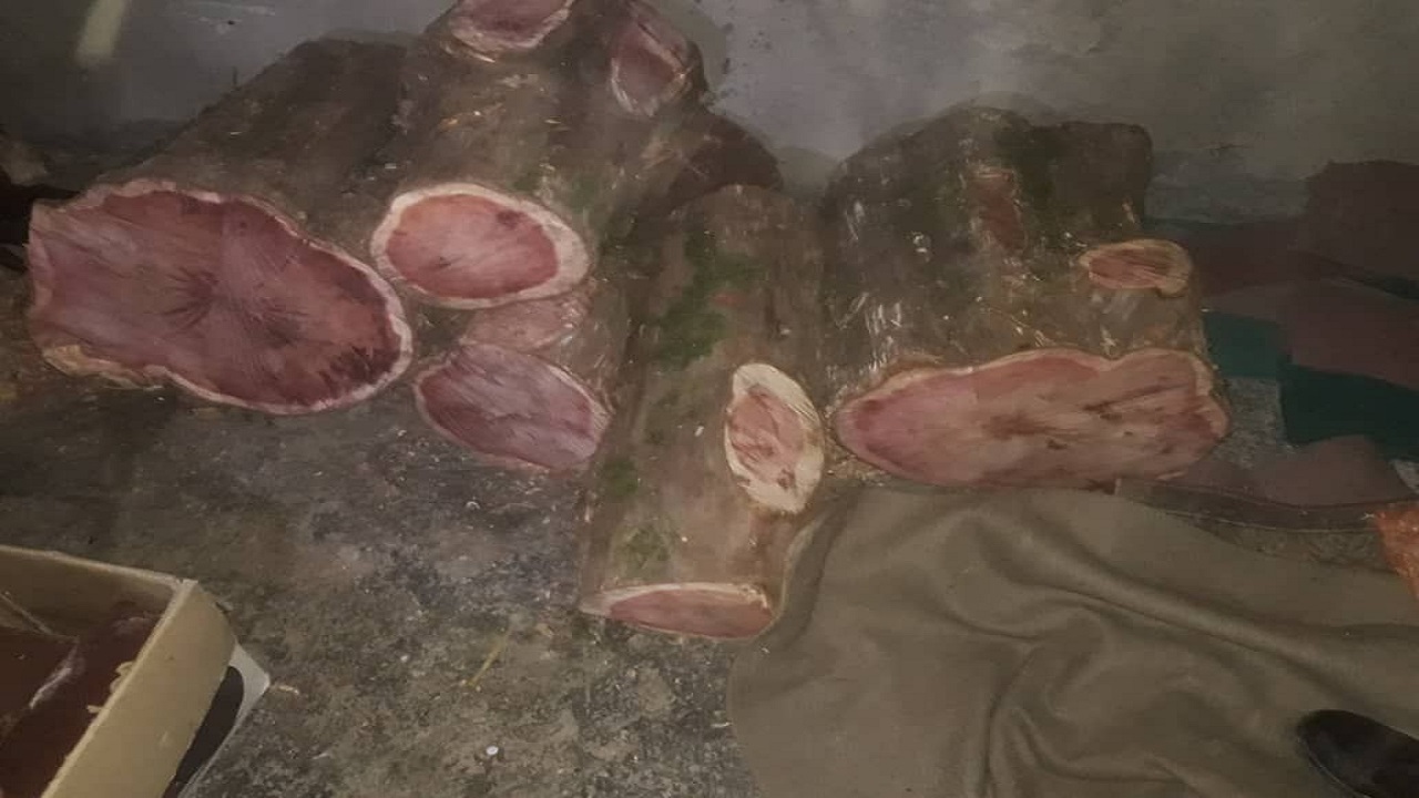 کشف چوب سرخدار و توسکا در منطقه جعفرآباد گرگان