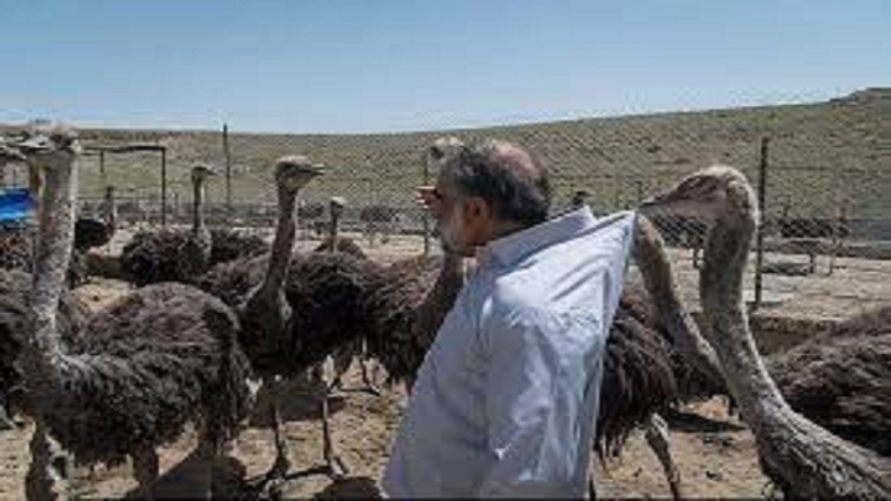 تولید سالانه ۴۲۰ تن گوشت شتر مرغ در استان همدان