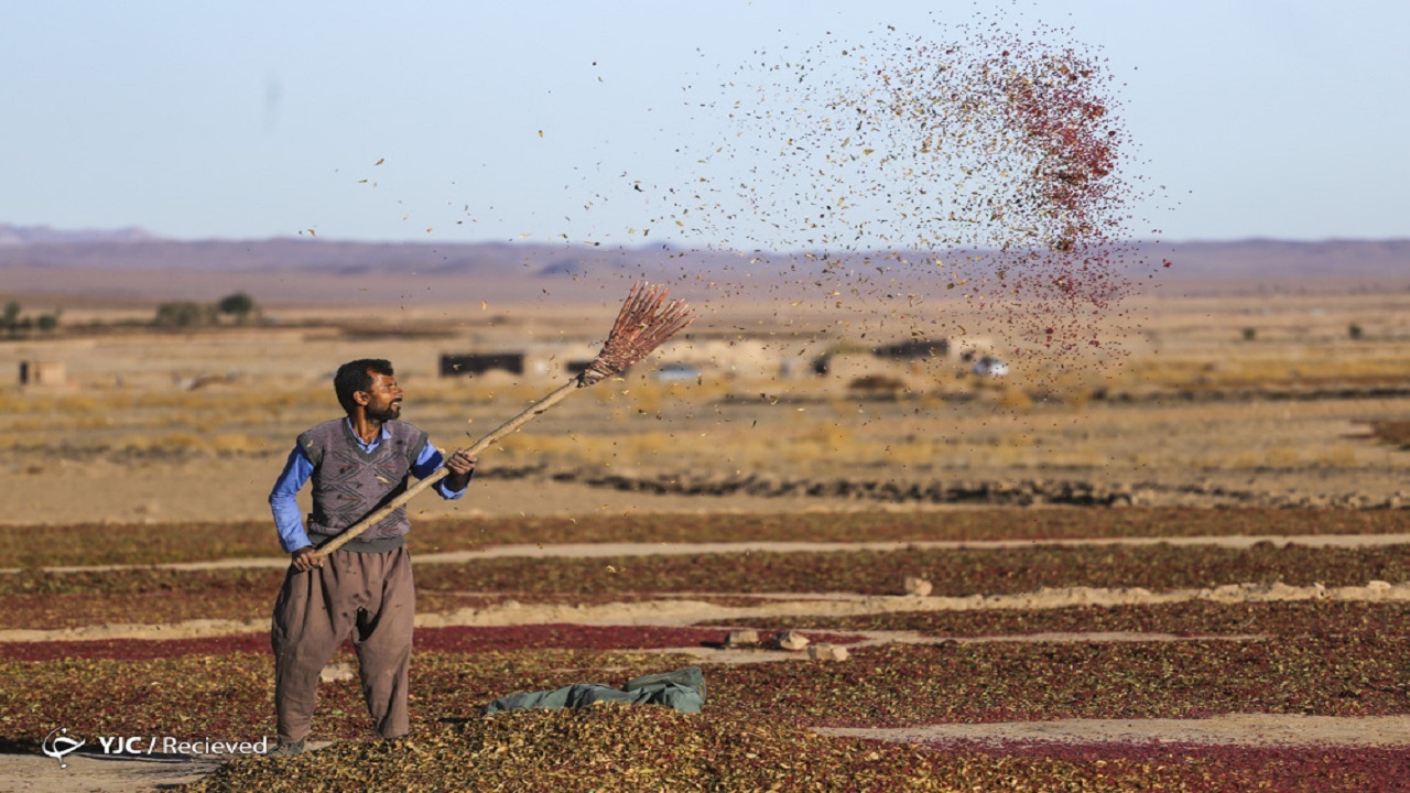 عزای یاقوت کاران برای فروش زرشکی مرغوب